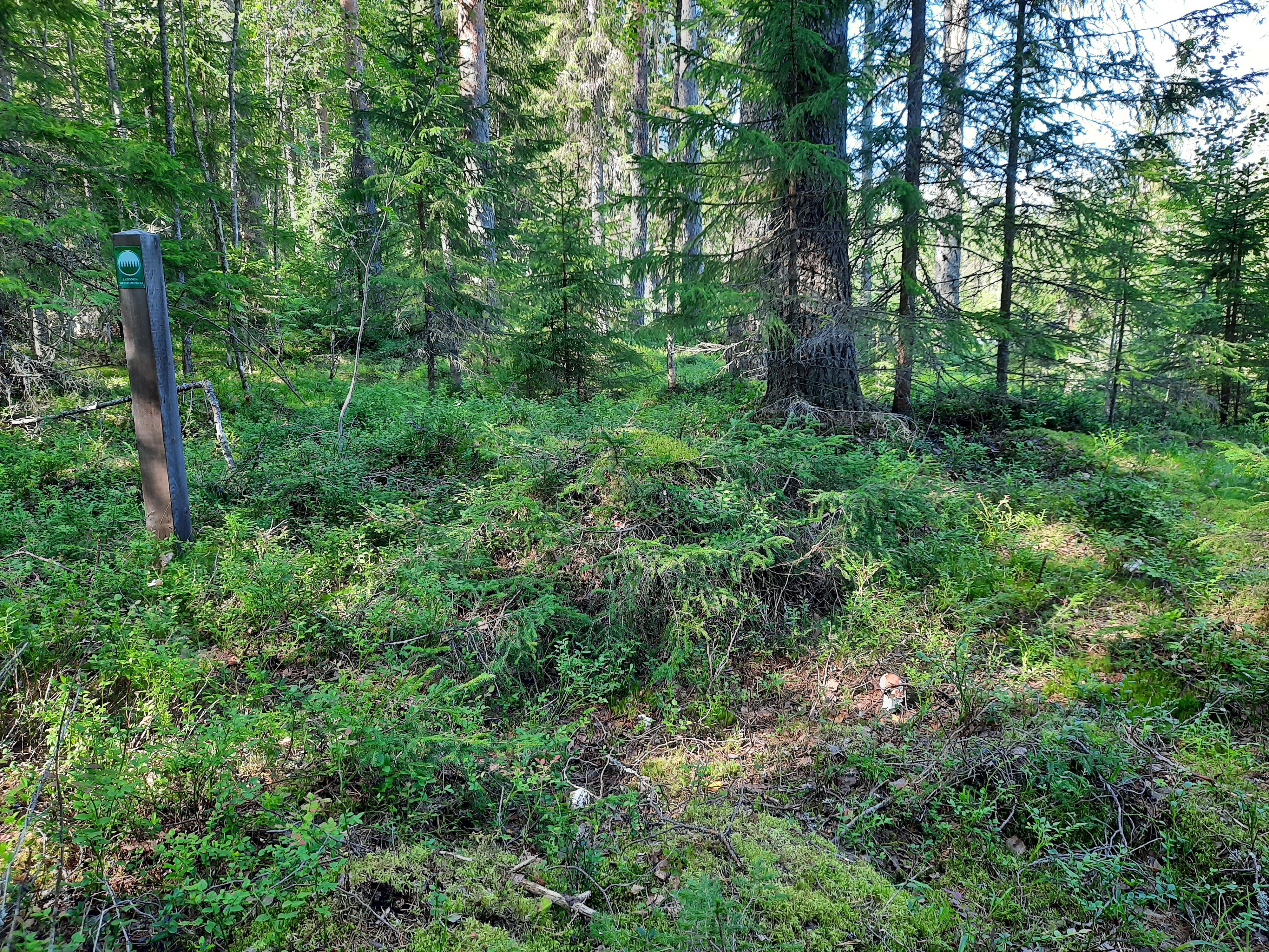 Savilehdon suojeltu mattokuusi aurinkoisessa sekametsässä