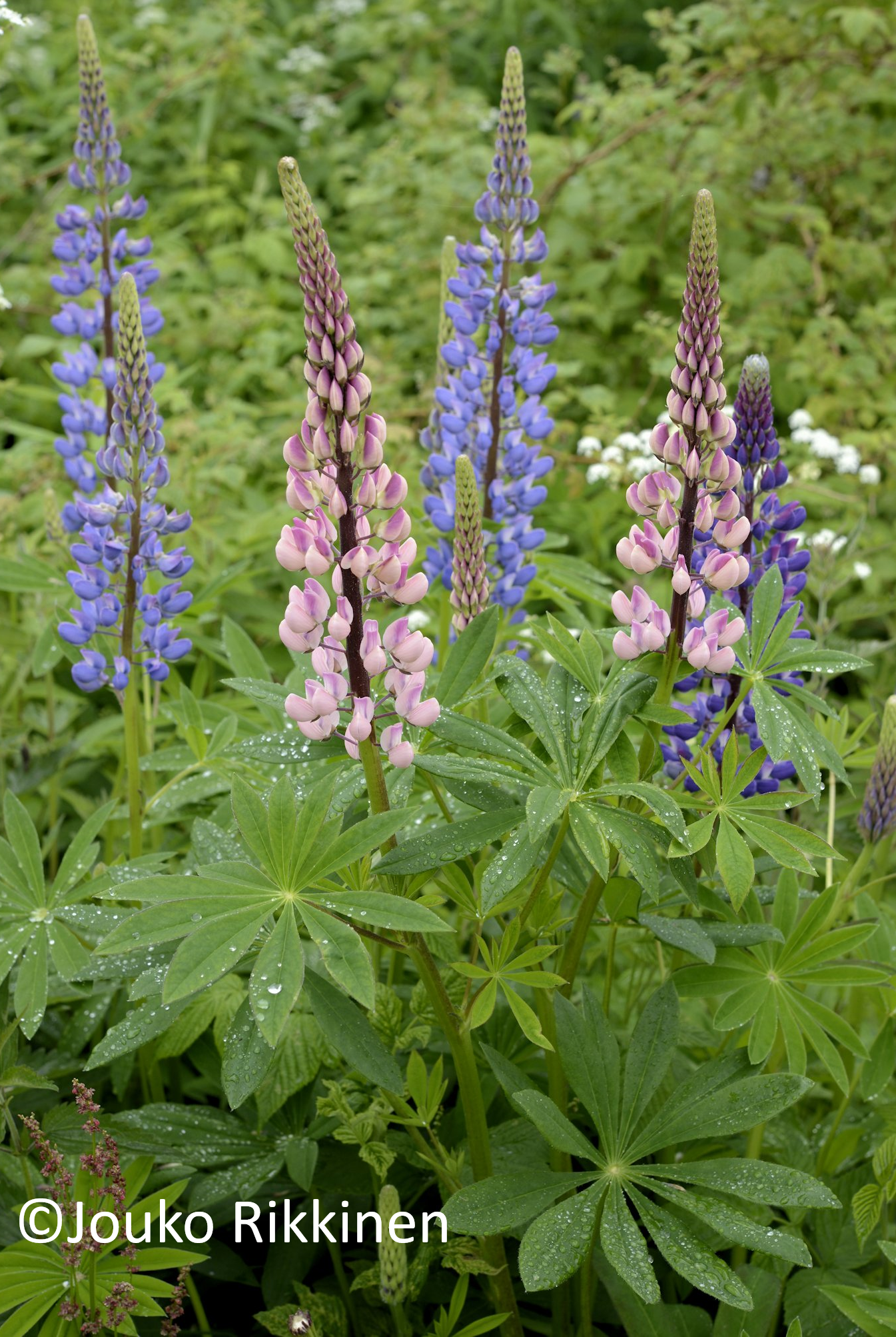 Kuvassa Lupiinin kukintoja sinisen ja vaalean punaisen värisenä. Kuvassa on myös runsaasti kasvin lehvästöä. Kuvan copyright on Jouko Rikkisen.