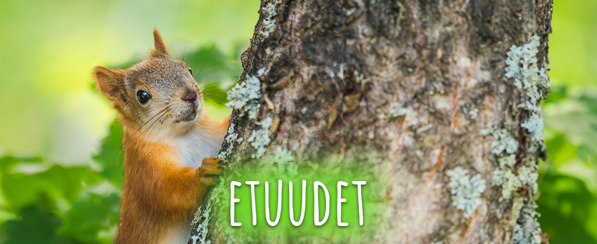 Kuvituskuvassa orava kiipeää puunrunkoa pitkin